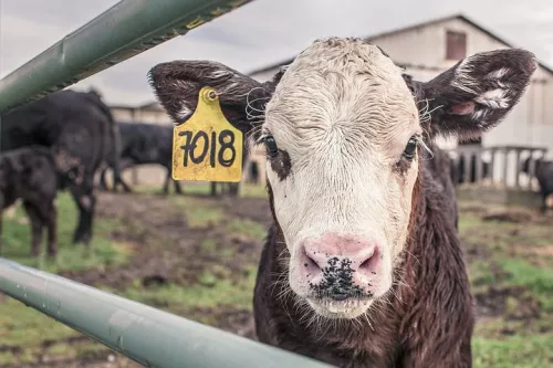 Минсельхоз: Молочная ферма, птицефабрика и мясокомбинат могут появиться в Забайкалье 